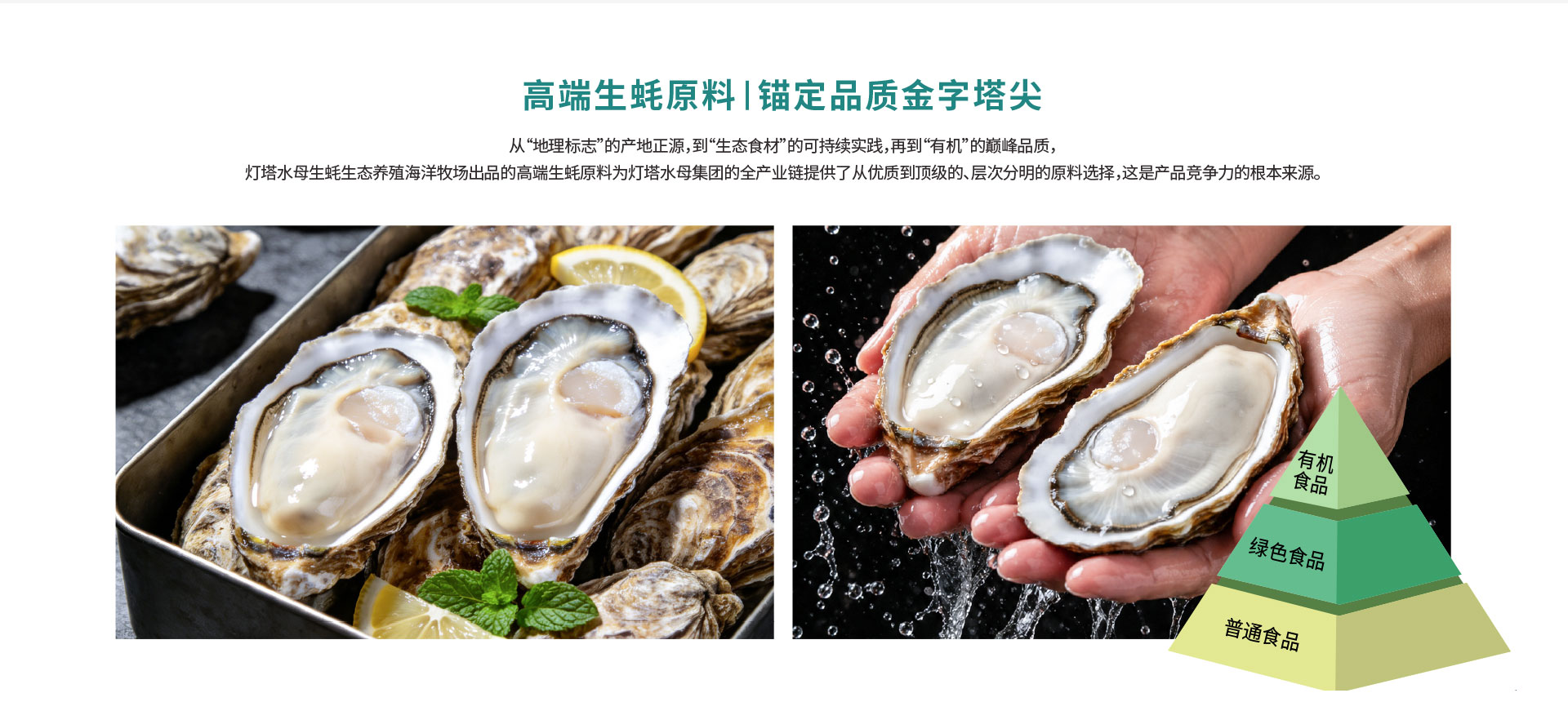 灯塔水母生态养殖